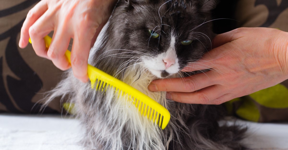 Tips for Grooming Long-Haired Cats